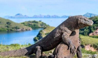 5 Aktivitas Petualangan Seru di Labuan Bajo, Wajib Dicoba!