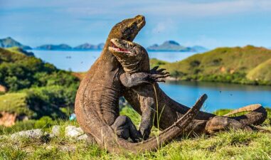 8 Tempat Wisata Keluarga Terbaik di Labuan Bajo