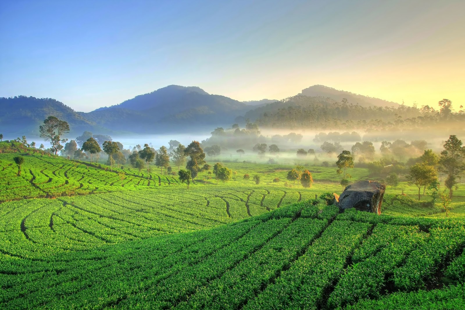 Tea plantation