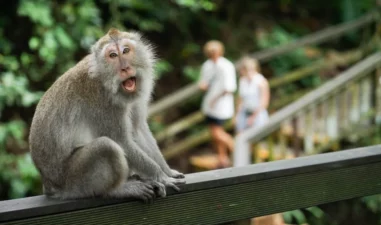 7 Aktivitas Seru di Bali Selain Pantai yang Wajib Kamu Coba