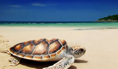 5 Pantai Banyuwangi yang Siap Memanjakan Mata